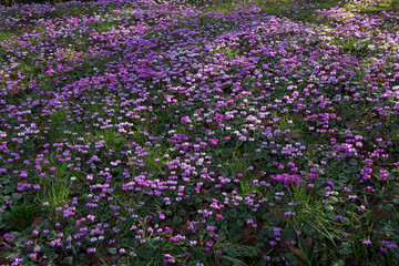 Miniature winter flowering cyclamen