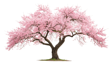 Pink Cherry Blossom Tree, Isolated on Transparent Background, Spring Nature, Floral PNG, High-Resolution Image, Cherry blossom, Spring tree, Floral design