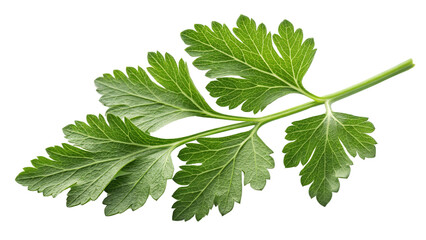 Fresh Parsley Sprig High-Resolution Image Isolated on Transparent Background, Herb, Culinary, , Parsley, Food, Ingredient