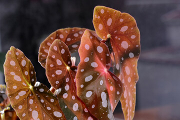 Begonia maculata plant on a grey background. Trout begonia leaves with white dots and metallic...