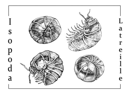 Hand drawn ink illustrations showcasing four distinct isopod species with intricate details