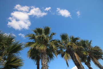 Obraz premium Koycegiz Manzarasi - Landscape of Koycegiz Lake