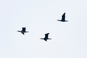 Three great cormorants (Phalacrocorax carbo) soaring in synchronized flight against a pale sky. A...