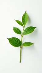 Fototapeta premium Short branch with small leaves and stem isolated on white surface, green, minimalist, branch