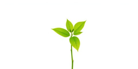Naklejka premium Single vibrant green plant, isolated on pure white backdrop, detail, healthy