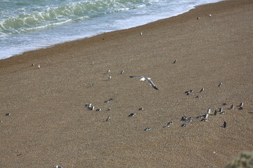 Colonia de pingüinos de Magallanes en un paisaje del Parque Nacional Monte León, Patagonia, Argentina