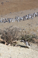 Colonia de pingüinos de Magallanes en un paisaje del Parque Nacional Monte León, Patagonia, Argentina