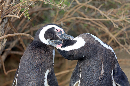 Imagen de una pareja de ping&uuml;inos de Magallanes en el Parque Nacional Monte Le&oacute;n, Patagonia, Argentina