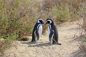 Imagen de una pareja de pingüinos de Magallanes en el Parque Nacional Monte León, Patagonia,...