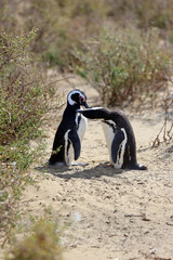 Obraz premium Imagen de una pareja de pingüinos de Magallanes en el Parque Nacional Monte León, Patagonia, Argentina