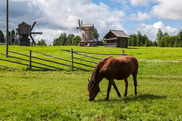 A horse grazes on a green meadow, with windmills in the background