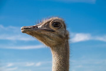 A detailed close up of an ostrich's head and neck against a bright blue sky with wispy clouds, showcasing its texture and expression.