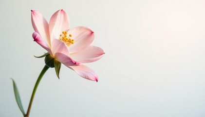 Fototapeta premium A delicate flower with soft colors against a white background, flowerlove, nature