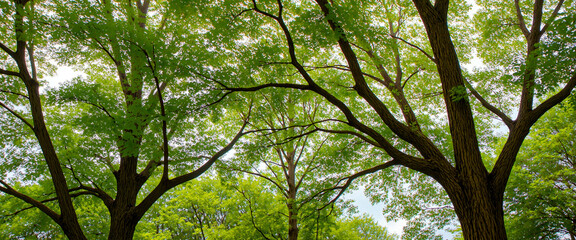 Fototapeta premium Lush green trees against a bright sky