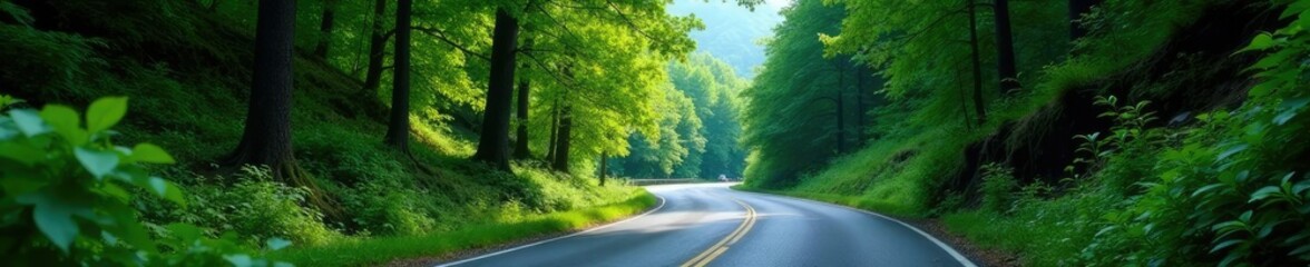 Fototapeta premium Dense forest foliage along winding mountain pass road, trees, landscape, greenery