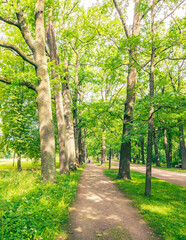 Path in a park with trees and grass