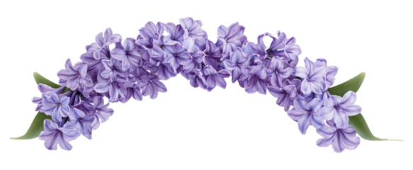 PNG Purple hyacinth flowers border arrangement decoration blossom.