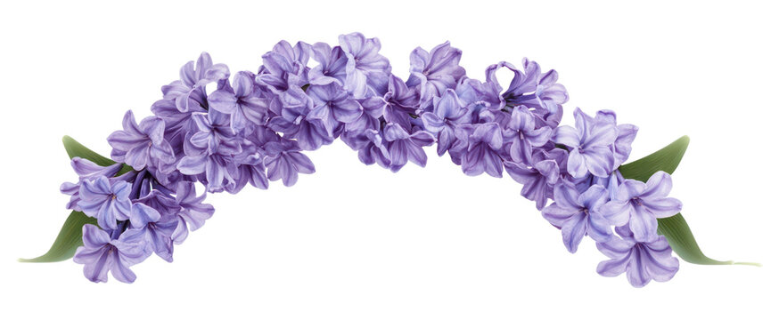 PNG Purple hyacinth flowers border arrangement decoration blossom. - Powered by Adobe