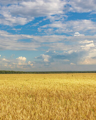 Field of yellow grass with a blue sky in the background