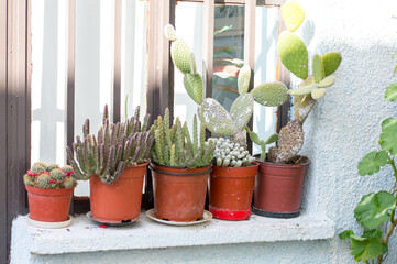 There are flowers in pots on the windowsill outside