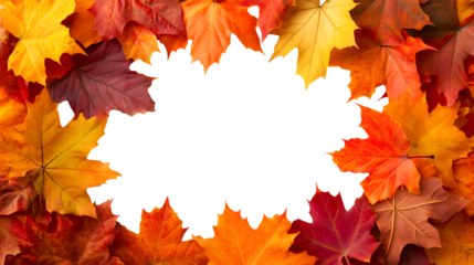 Autumn fall maple leaf leaves leafy, yellow orange red maroon scattered surround on transparent cutout PNG file. Mockup template for design. Wallpaper banner border frame. Overhead flat lay top view