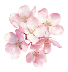 Fototapeta premium PNG Crab apple blossoms petals illustration elegant.