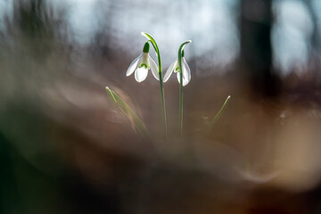 Przebiśniegi w lesie