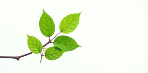 Obraz premium Focus on a single branch with leaves isolated against white, nature, closeup