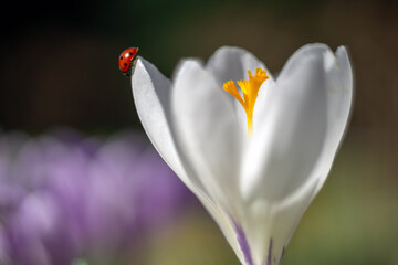 Krokus i biedronka © Magda