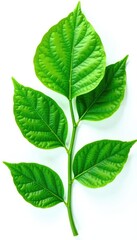 Large leaves with veins isolated on white background, nature, leafy