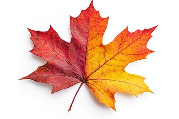 Obraz premium A vibrant autumn maple leaf, half red, half gold, isolated on white.
