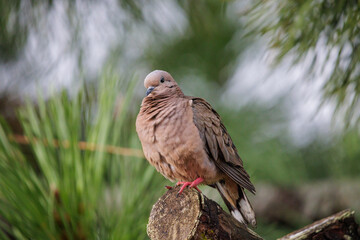 Eared Dove (Zenaida auriculata) perched on a branch.