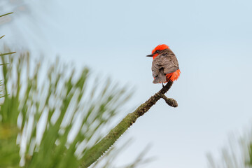 Male Vermilion Flycatcher (Pyrocephalus rubinus) perched on a branch.