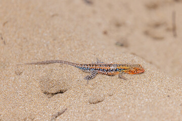 Wiegmann's Lizard (Liolaemus wiegmannii) walking on sand.