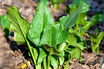 Images of wild flowers and plants. Photos of medicinal plants.