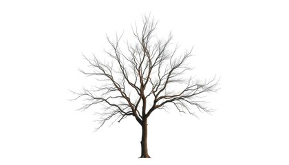 Lone deciduous tree, stark branches against pure white, silhouette, trunk