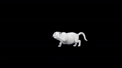 white cat punch 3D Video Animation