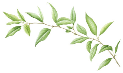 Fototapeta premium PNG Tea leaves annonaceae herbal plant.