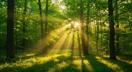 Obraz premium Sunlight Dappled Forest Path - Serene forest scene, sunlight streaming through leaves, symbolizes peace, nature, renewal, growth, and tranquility