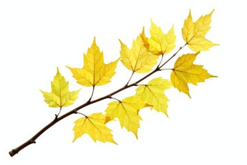 Fototapeta premium Single aspen branch quivering in wind isolated on white background, aspen, organic
