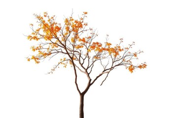 Fototapeta premium Single deciduous tree, stark branches against pure white, clean, bare