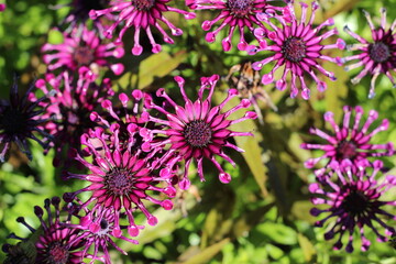 Obraz premium purple flowers in a garden