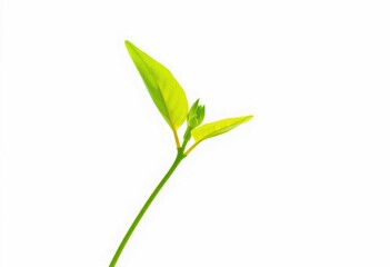 Single vibrant green plant, isolated on pure white background, flora, green
