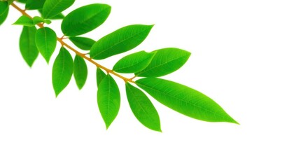 Fototapeta premium Single vibrant green plant isolated on pure white background, nature, studio shot
