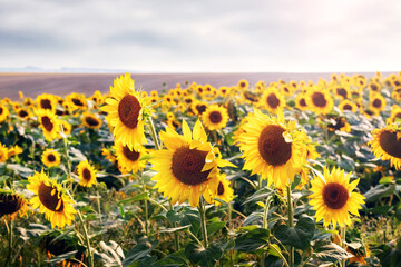 Fototapeta premium Endless field of sunflowers (Helianthus annuus) with bright yellow flowers stretching to the horizon, against a gray sky with clouds, summer day