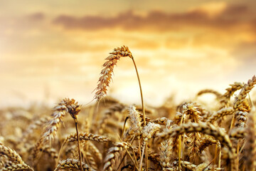 Ripe wheat (Triticum) with golden spikelets against the background of the evening sky with orange clouds, summer evening