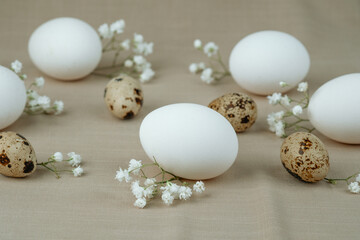 Obraz premium Quail eggs and chicken eggs with white flowers on fabric. Natural healthy food and organic farming concept
