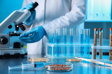 GMO concept. Scientist using microscope in laboratory, focus on petri dish with buckwheat grains...