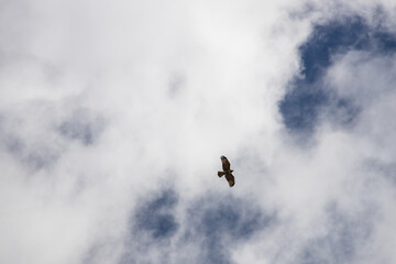 Hawk in the sky
