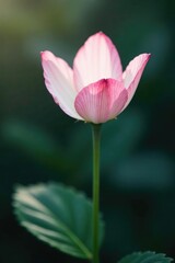 Fototapeta premium A solitary white flower showcases its delicate pink hues, flowers, botanical